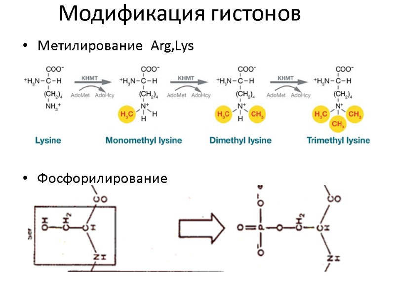 Метилирование  Arg,Lys      Фосфорилирование  Модификация гистонов